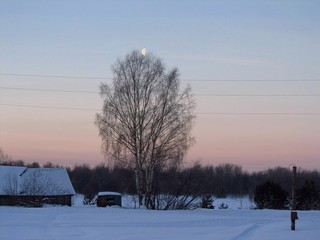 Берёзка с луной (Дмитрий Зонов)