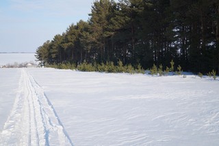 Лыжня домой (Ленар Хабиб)