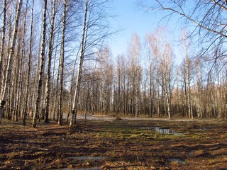 Апрельский парк (Дмитрий Зонов)