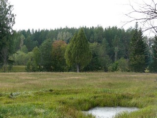 400 летний можжевельник (Chimik)