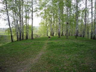 Поляна в д. Полянки (Павлух)