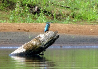 Зимородок////////Kingfisher (WERMUT)