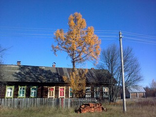 larch in the autumn (viktor drobot)