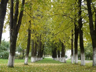 Осень в Советске (Денис Вахрушев)