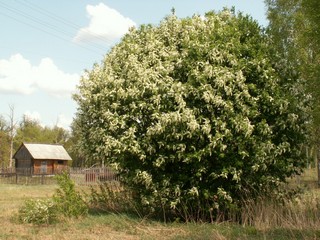 цветущая черемуха//blooming bird-cherry tree (viktor drobot)