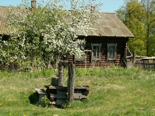 цветущая яблоня//blooming apple tree (viktor drobot)