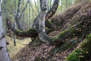 Роща березовая (Андрей Мицель)