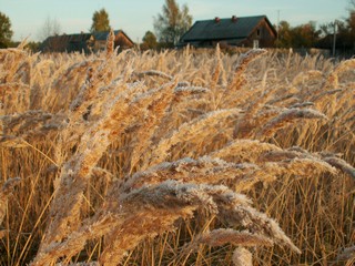 морозное утро//frosty morning (viktor drobot)