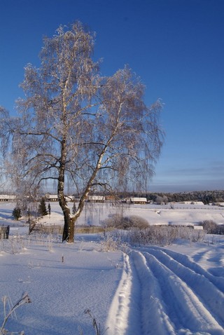 Дондыкар, Зима, Берёза (Grach)