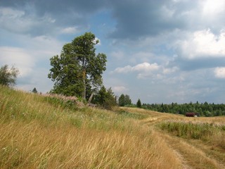 Дорога к реке от п.Прокопьевка (Дмитрий Зонов)