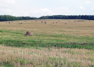 Поле. (Eugene Sky)