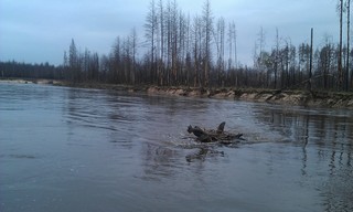 river small Kokshaga (flood) (Alexander Kapustin)