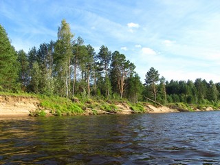 Сосны Лузы (Дмитрий Зонов)