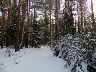 Лесная дорожка (Дмитрий Зонов)