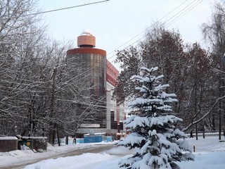 Городские ели, ул.Горбачёва (Дмитрий Зонов)