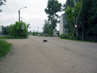 Котяра переходит дорогу в неположенном месте (Vladok373737)