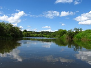 Черняница на заболоченном участке (Дмитрий Зонов)