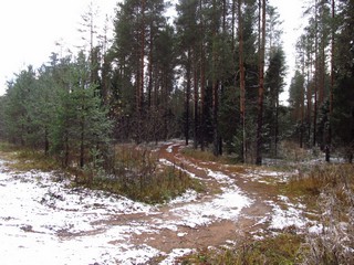 Дорога в Бобинский бор (Дмитрий Зонов)