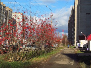 Октябрьские рябины на ул.А.Упита (Дмитрий Зонов)