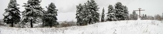 Кедры на Городище, панорама (Дмитрий Зонов)