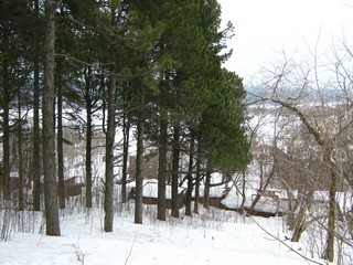 Линейка кедров на склоне Городища (Дмитрий Зонов)