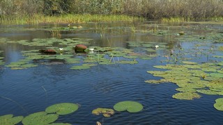 Кувшинки (Герман Закиров)